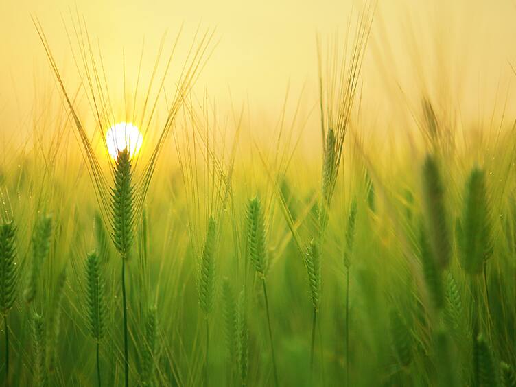 Corn field at sunset